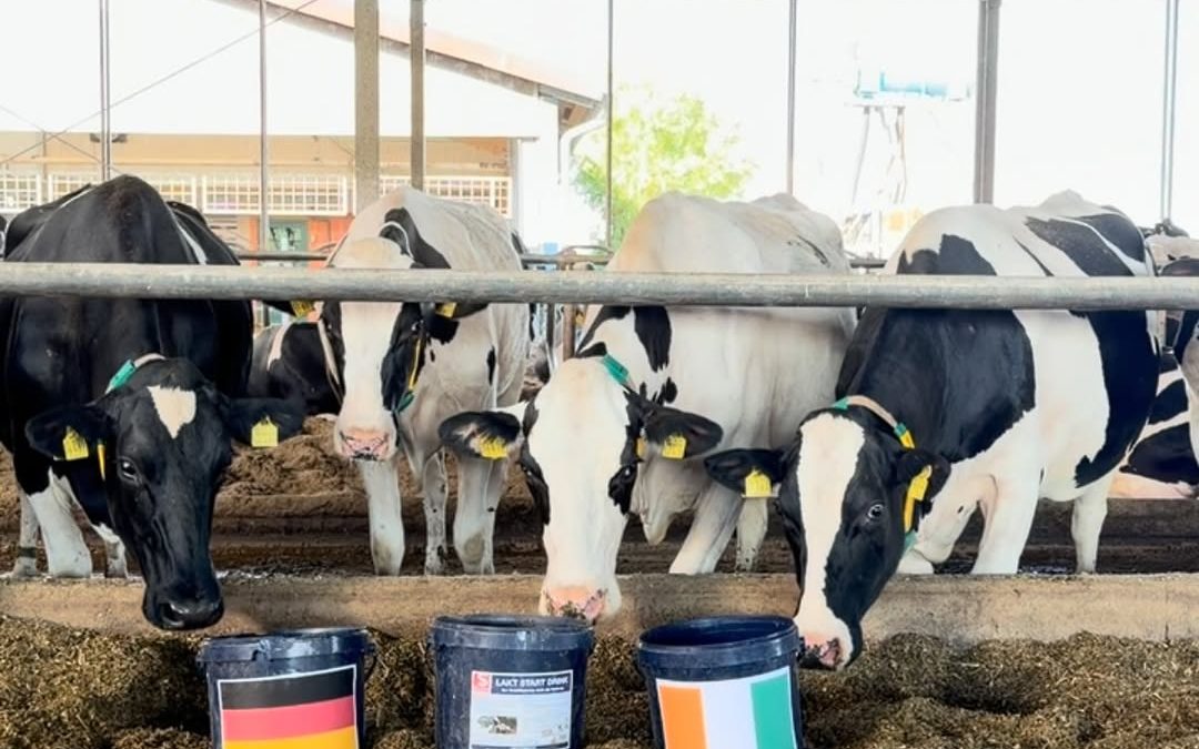 ⚽ WM-Orakel – Landwirtschafts-Edition! 🐮 Unsere tierischen Profis sind sich heute nicht ganz einig: Die Jury tippt auf …
