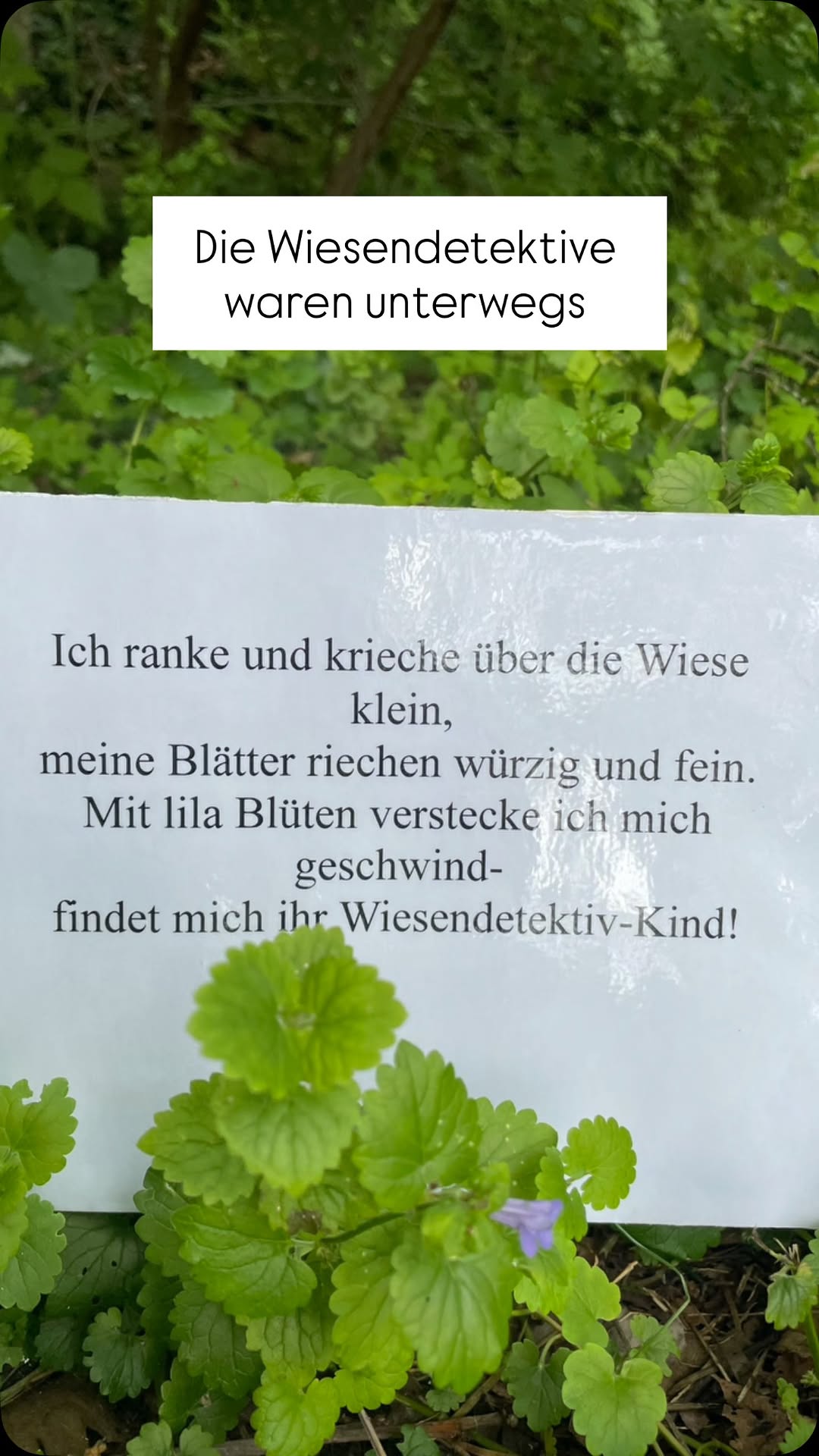 Die Wiesendetektive waren unterwegs! 🕵️🌿 In den vergangenen drei Wochen durfte ich vier tolle Kindergartengruppen bei …