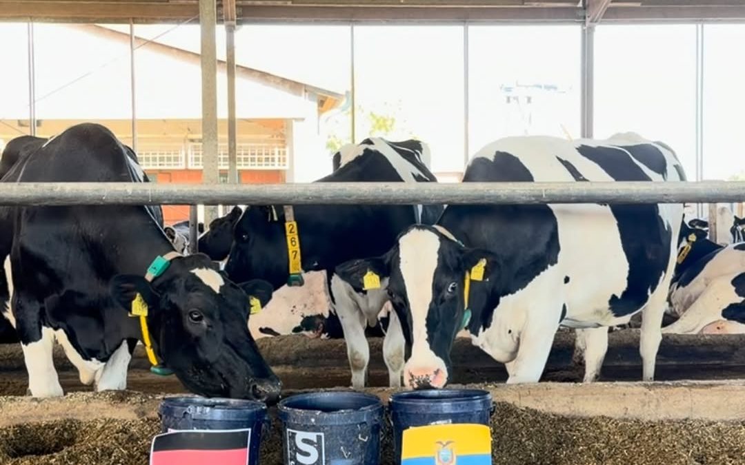 🐄⚽ WM-Orakel – Deutschland 🇩🇪 vs. Ecuador 🇪🇨 ⚽🐄 Heute haben unsere Expertinnen wieder alles gegeben, aber bei dies…
