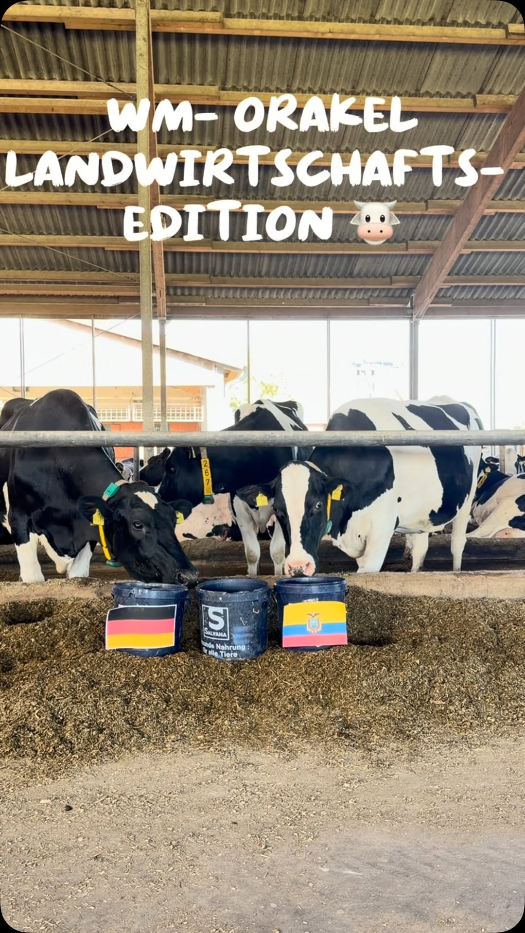 🐄⚽ WM-Orakel – Deutschland 🇩🇪 vs. Ecuador 🇪🇨 ⚽🐄 Heute haben unsere Expertinnen wieder alles gegeben, aber bei dies…