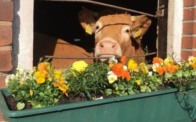 Wer schaut denn da? Hier kommt das 7. Bild der Auswahl des Fotowettbewerbs „Land(wirtschaft) im Frühling“ 💐🚜. Den neug…