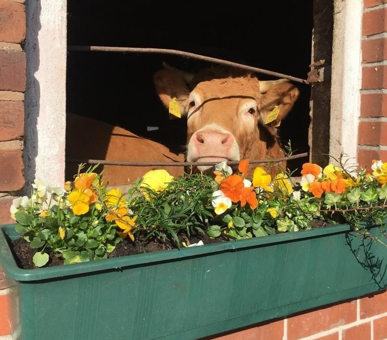 Wer schaut denn da? Hier kommt das 7. Bild der Auswahl des Fotowettbewerbs „Land(wirtschaft) im Frühling“ 💐🚜. Den neug…