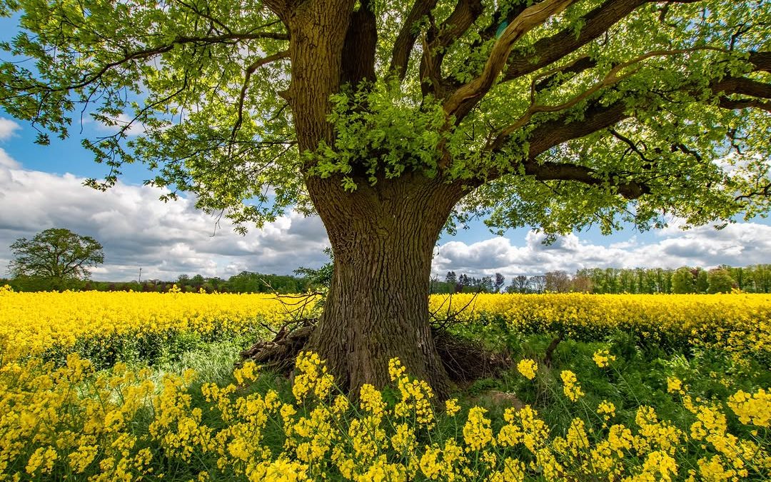 Bild Nr. 4 vom Fotowettbewerb „Land(wirtschaft) im Frühling“ 💐🚜. Fotografin Sabine hat den Baum als Feldelement in ein…