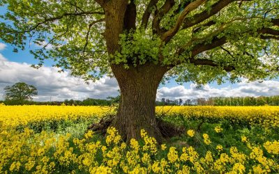 Bild Nr. 4 vom Fotowettbewerb „Land(wirtschaft) im Frühling“ 💐🚜. Fotografin Sabine hat den Baum als Feldelement in ein…