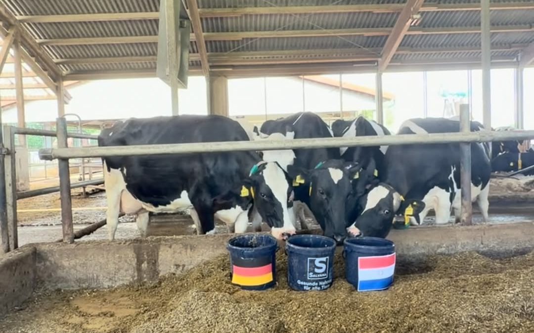 🐄⚽ WM-Orakel – Deutschland 🇩🇪 vs. Paraguay 🇵🇾 ⚽🐄 Unsere Expertinnen hatten heute wohl ihre ganz eigene Taktik. 😅 …