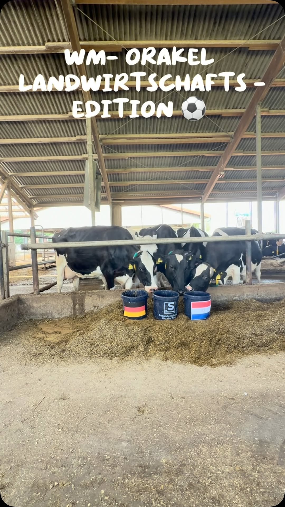 🐄⚽ WM-Orakel – Deutschland 🇩🇪 vs. Paraguay 🇵🇾 ⚽🐄 Unsere Expertinnen hatten heute wohl ihre ganz eigene Taktik. 😅 …