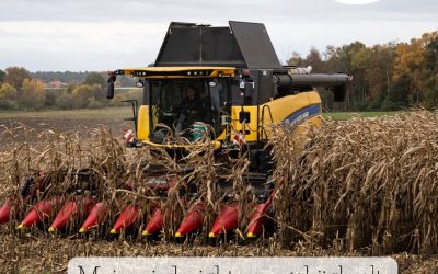 🌽🚜 Heute wird gedroschen! 🚜🌽 Mais ist nicht gleich Mais, heute geht’s um Körnermais! 👀 Während beim Silomais die ga…